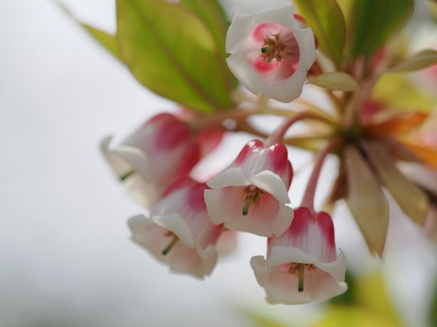 ホンコンドウダンの特徴や育て方 増やし方等の紹介 コヤスドウダン Beginners Garden