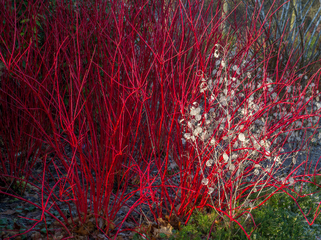 サンゴミズキの特徴や育て方 剪定の時期や方法等の紹介 シラタマミズキ Beginners Garden