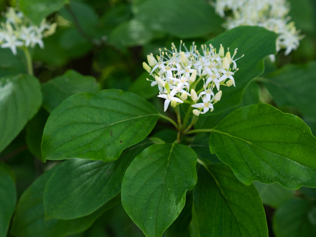 セイヨウミズキの特徴や育て方 剪定の時期や方法等の紹介 Beginners Garden