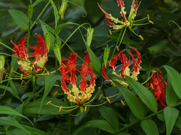 グロリオサの特徴や育て方 切り花の楽しみ方 園芸品種等の紹介 ユリグルマ Beginners Garden