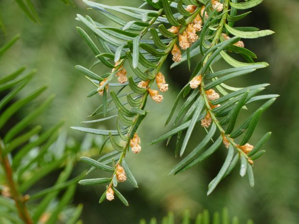 イチイの特徴や育て方 生垣としての利用の仕方や 果実の食べ方 毒性等の紹介 Beginners Garden