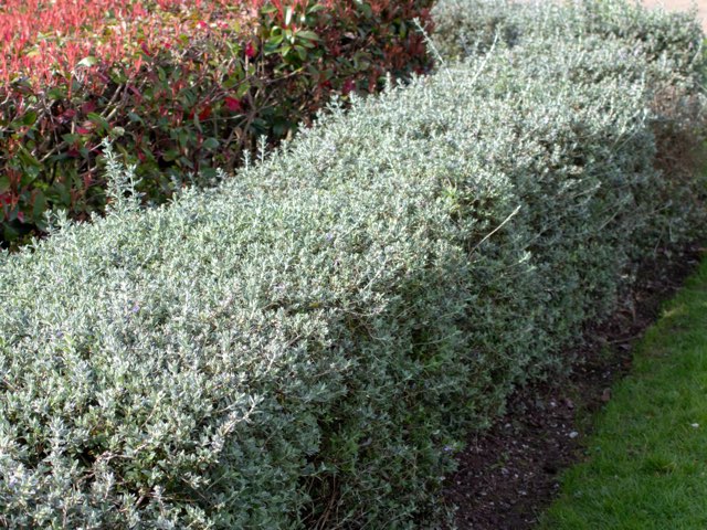 ツリージャーマンダー Teucrium Fruticans Beginners Garden