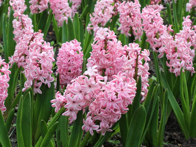 ヒヤシンス ピンク サプライズ の特徴や育て方 切り花の楽しみ方等の紹介 Beginners Garden