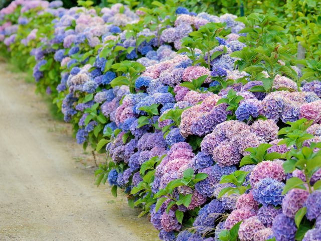 生垣のスタイルと特徴 生垣に使われる植物の種類や植栽の仕方等の紹介 Beginners Garden