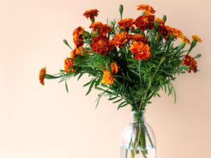 切り花の種類と特徴 切り花の日持ちを長くする方法や水揚げ方法等の紹介 22 Beginners Garden