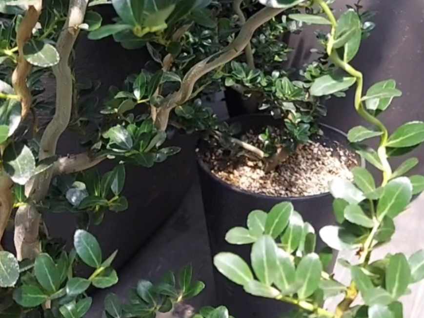 ツゲ ボックスウッド の珍しい種類 主な種とおすすめの園芸品種の紹介 Beginners Garden