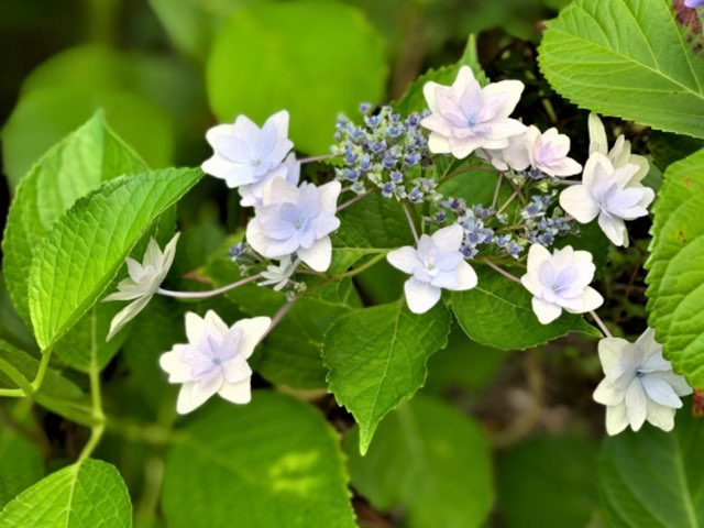 ヤマアジサイ 隅田の花火 の特徴や育て方 剪定の時期や方法等の紹介 Beginners Garden