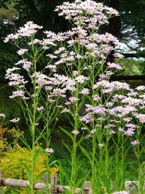 シオン 十五夜草 の特徴や育て方 切り花の楽しみ方等の紹介 オニノシコグサ Beginners Garden