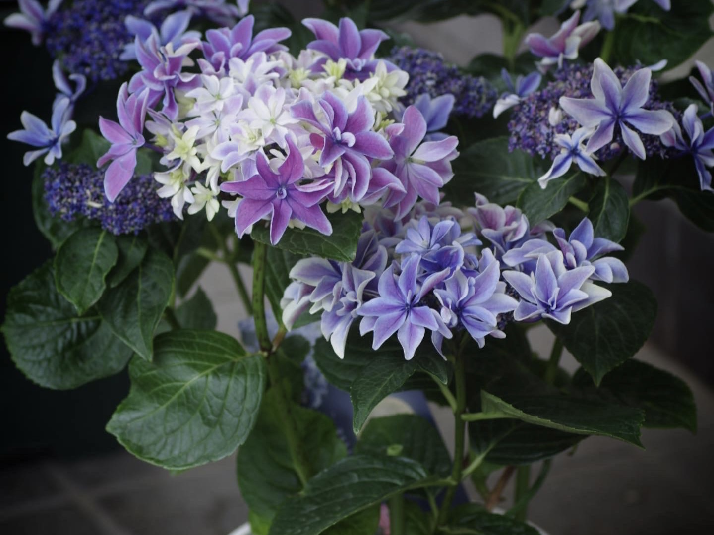 虹～紫陽花⭐ 八重咲き紫陽花 『月虹 -ゲッコウ-』 ブルー | すべての商品