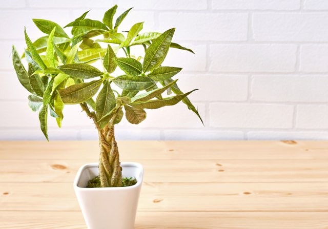 パキラの特徴や育て方、増やし方などの紹介【マネーツリー】 | BEGINNERS GARDEN