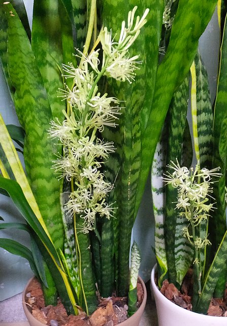 サンセベリア（チトセラン）属の特徴や、主な種と品種、育て方の紹介
