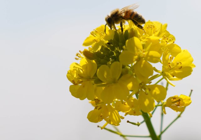 かき菜の特徴や育て方、増やし方等の紹介【アブラナ】