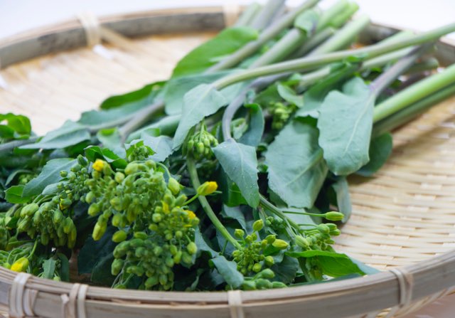 かき菜の特徴や育て方、増やし方等の紹介【アブラナ】