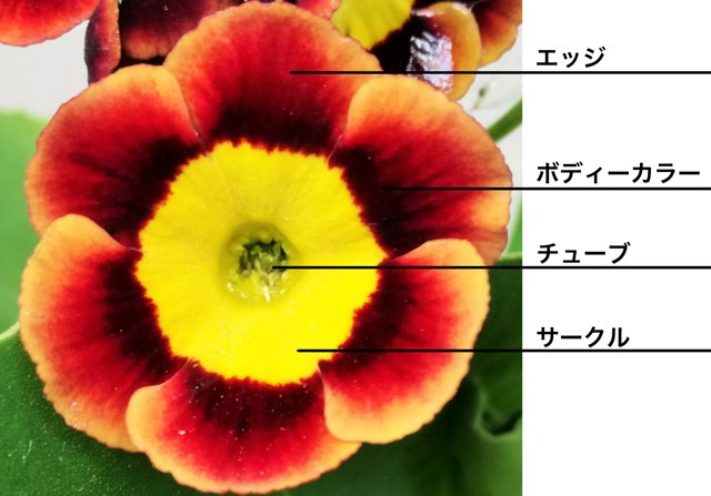 山野草］ プリムラ・オーリキュラ「インディアン・ラブ・コール」 弱々しく