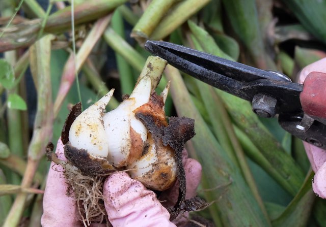 球根植物の色々な種類を紹介！また球根の特徴や扱い方、貯蔵方法等も教えます。 | BEGINNERS GARDEN