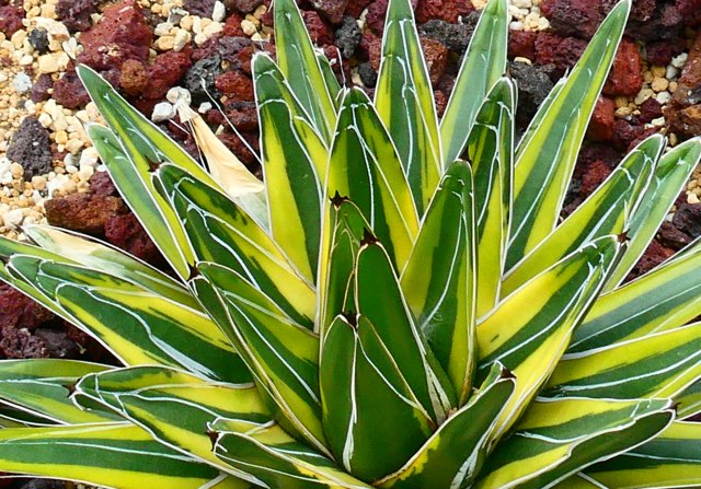 アガベ（輝山・キザン）の特徴や育て方、増やし方等の紹介