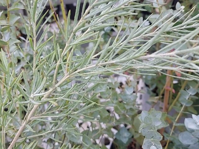 おはようございます。 入荷のお知らせです🪴 ◯ビオラ キャラメルアンジェロ 淡い水色でまとまりの良いカラー🩵 ◯パンジー シエルブリエ  ◯アリッサムミックス ◯黒葉スミレ ダークリーフで寄せ植えや地植えでも合わせやすいです。 ◯アジュガミックス カラーリーフ ... 寒くなると赤く紅葉する種 ユーカリフォーマニーハーディマニー