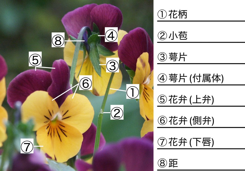 ビオラ(ももか・シリーズ)の特徴や育て方、増やし方等の紹介